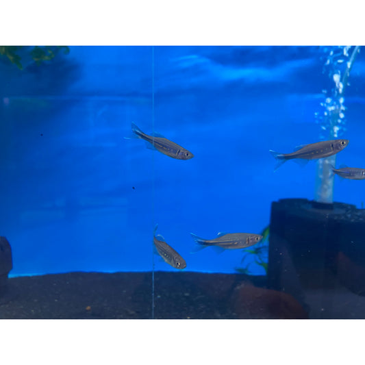 Giant Danio