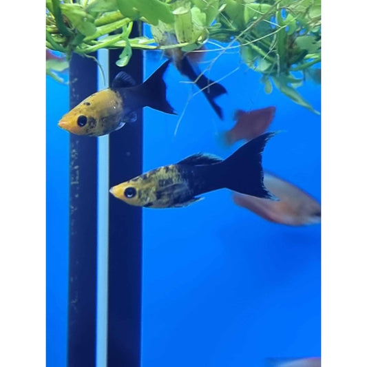 Gold/Black Lyretail Molly