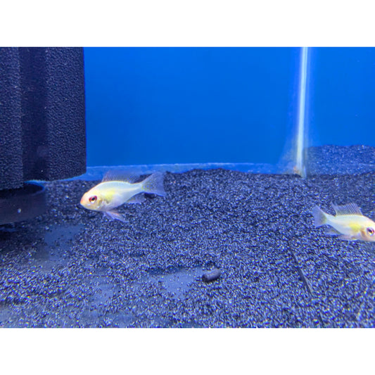 Gold Ram