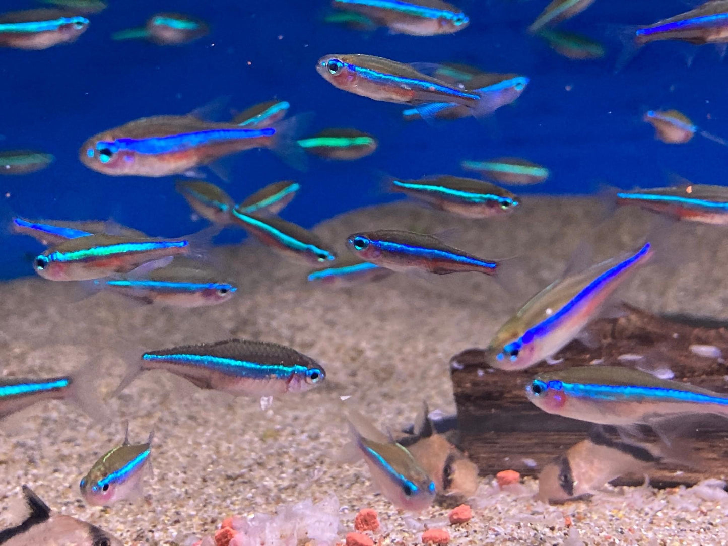 Green Neon Tetra
