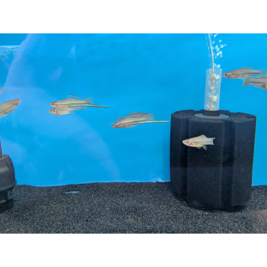 Green Swordtail