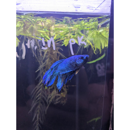 HM Blue Green PK Betta