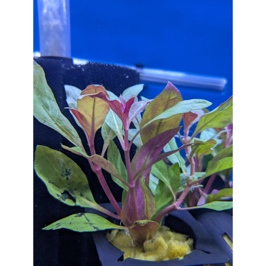 Hygrophila Red - Potted