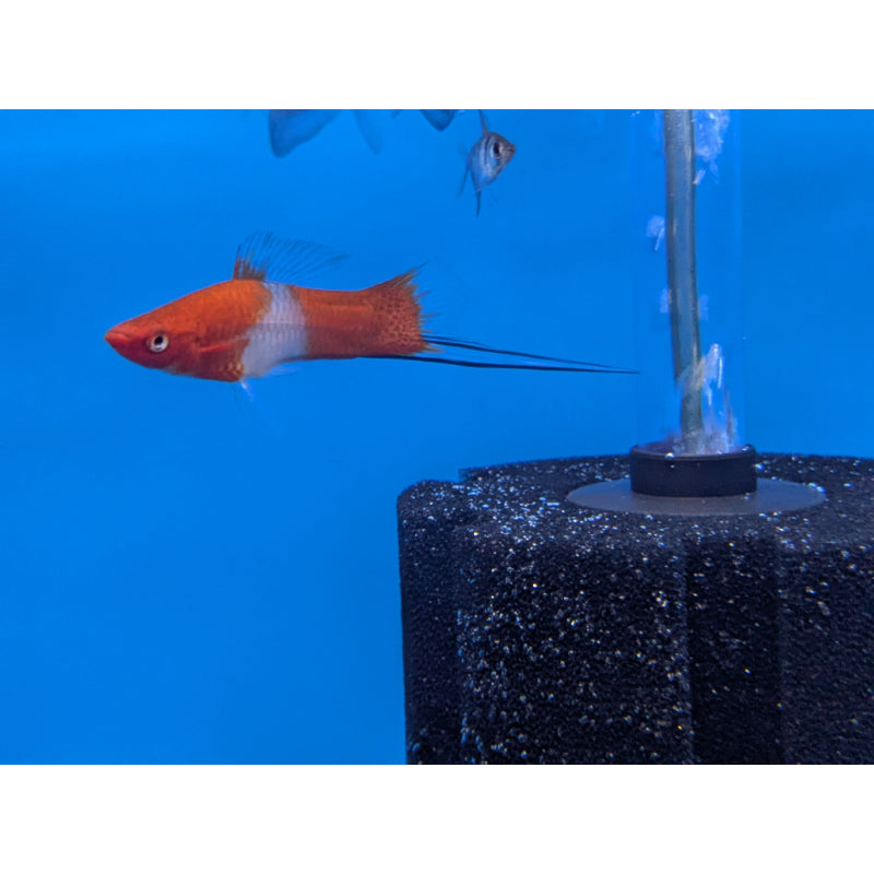 Kohaku Swordtail