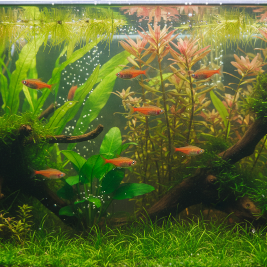 Lambchop Rasbora
