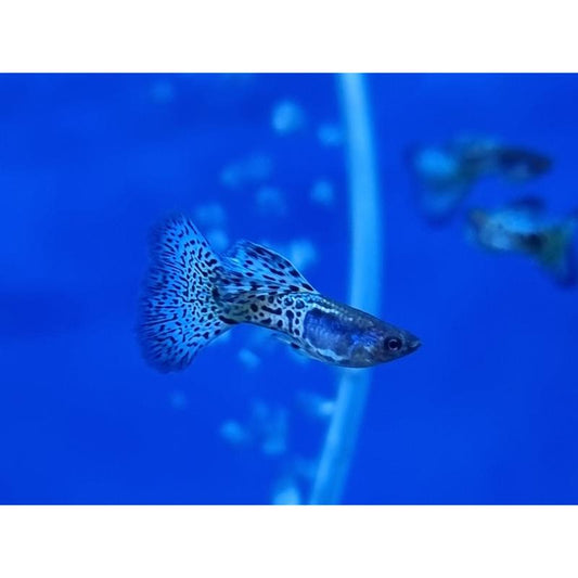 Metal Grass Cobra Guppy - PAIR