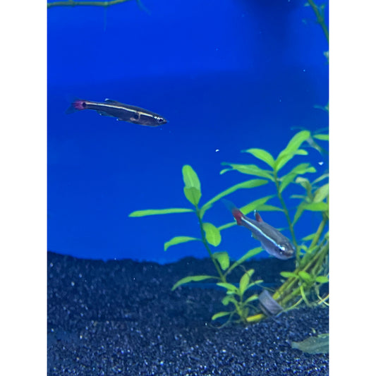 Cloud White Mountain Minnows