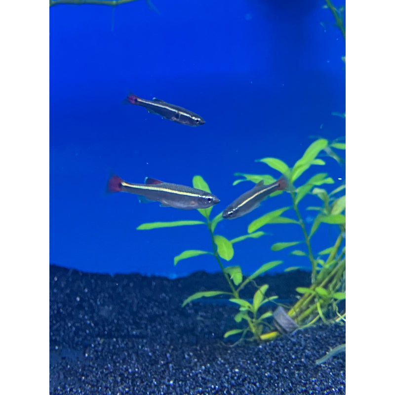 Cloud White Mountain Minnows