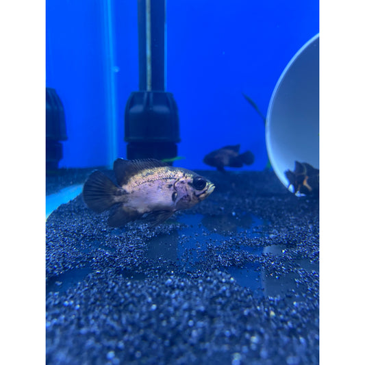 Red Oscar Cichlid