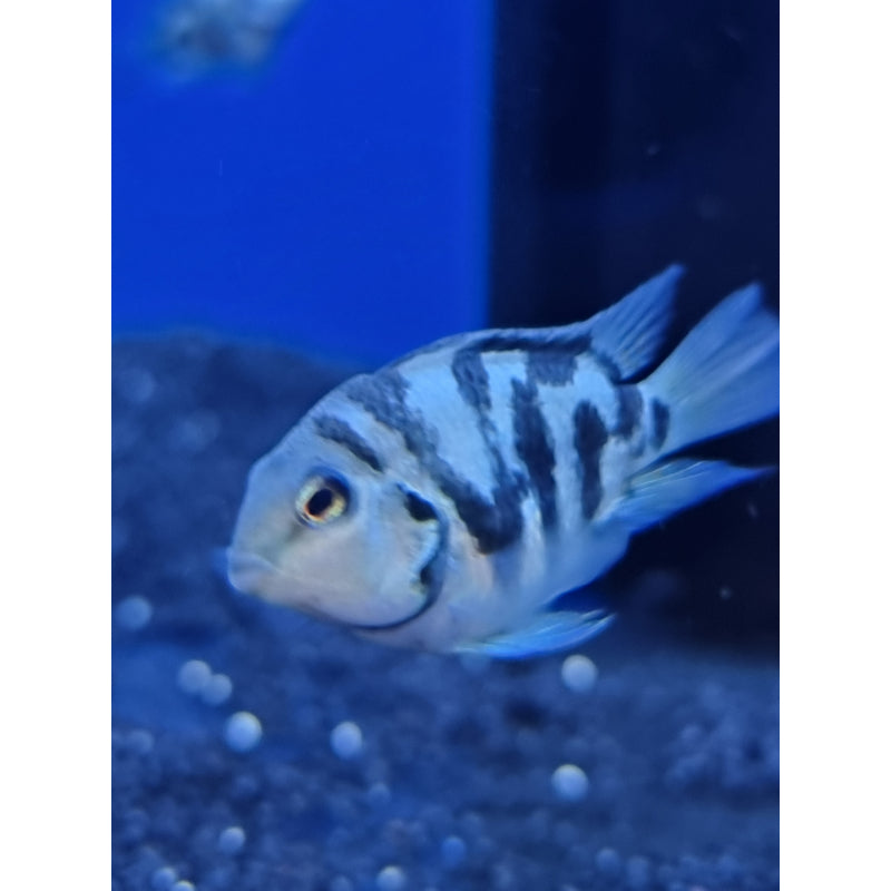 Polar Parrot