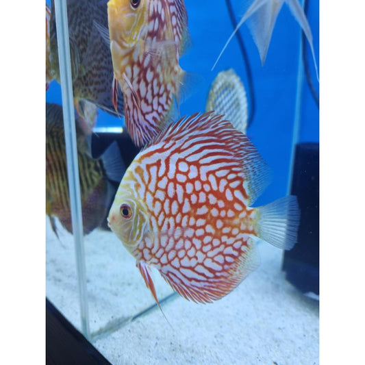 Pigeon Checker Board Discus