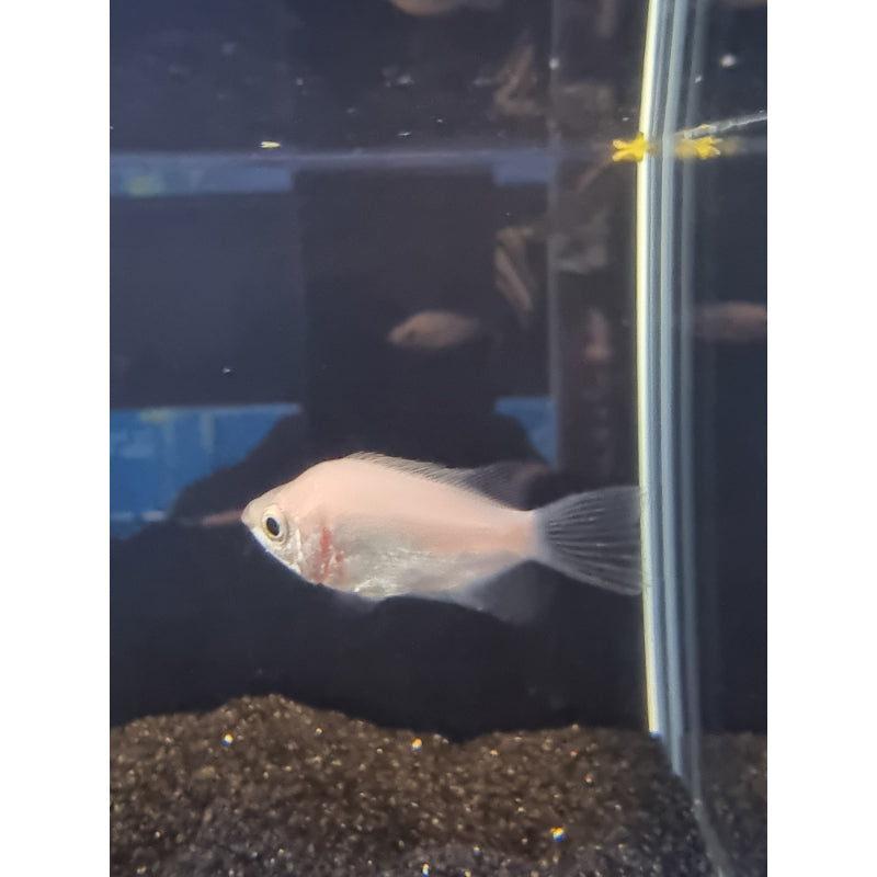 Pink Kissing Gourami