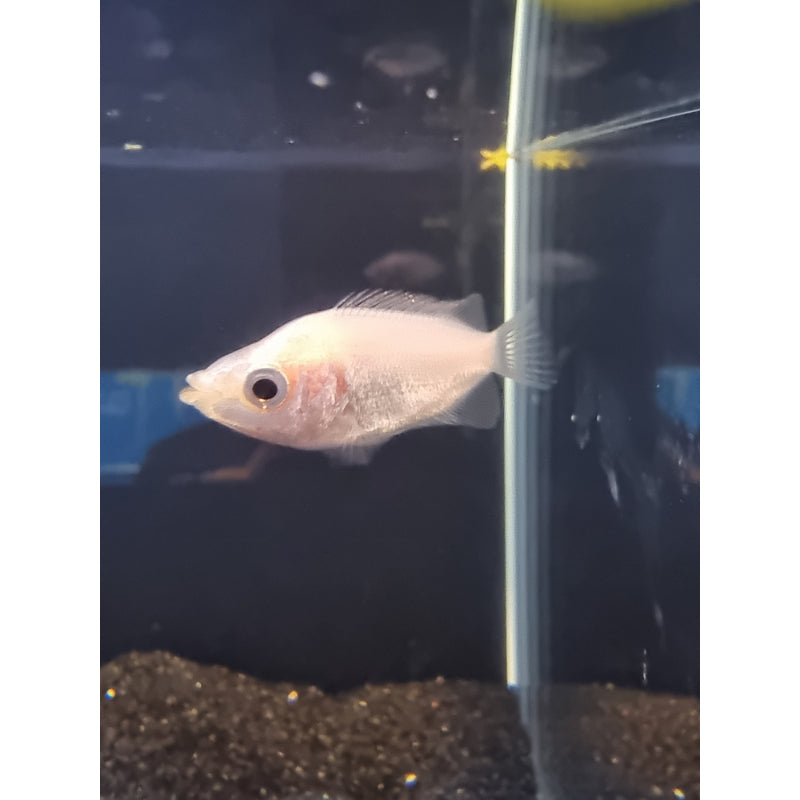 Pink Kissing Gourami