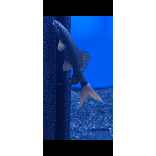 Rainbow Shark