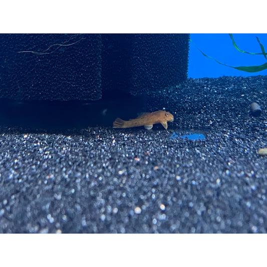 Super Red Bristlenose