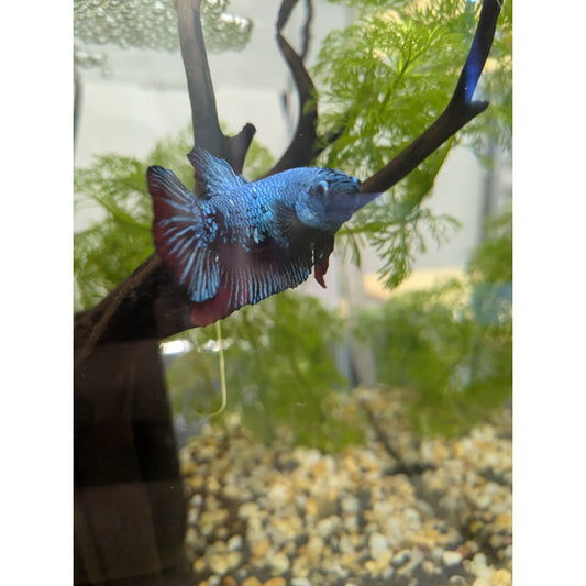 HMPK Red Dragon Betta