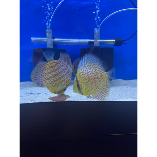 Red Turquoise Discus