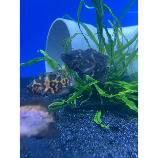 Red Tiger Oscar