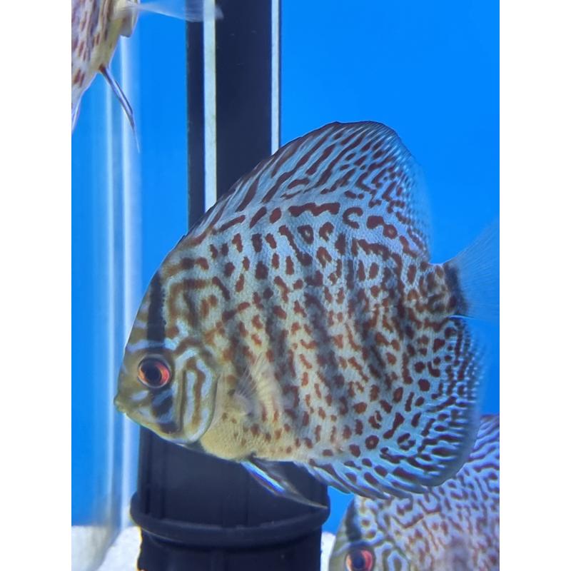 Red Leopard Skin Discus