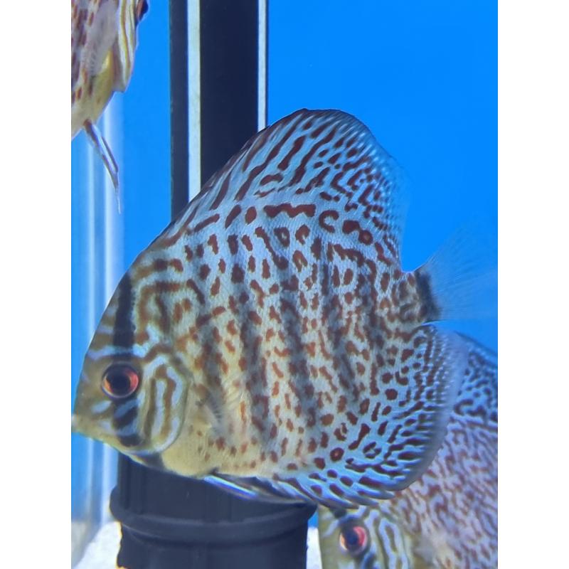 Red Leopard Skin Discus