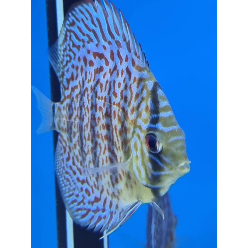 Red Leopard Skin Discus