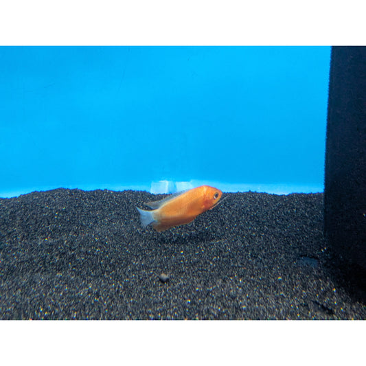 Red Robin Gourami