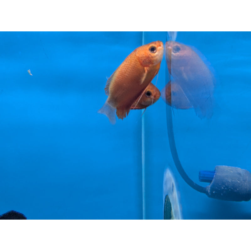 Red Robin Gourami
