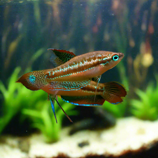 Sparkling Gourami