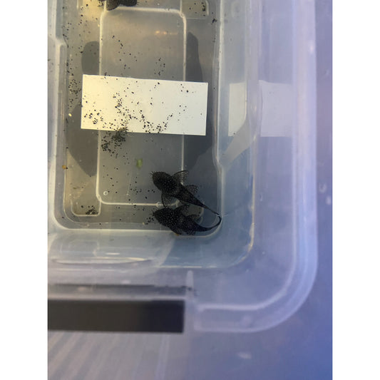 Starlight Pleco