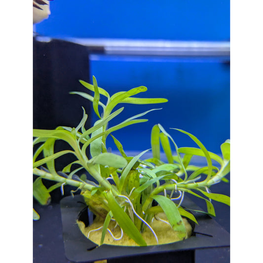Stargrass - Potted