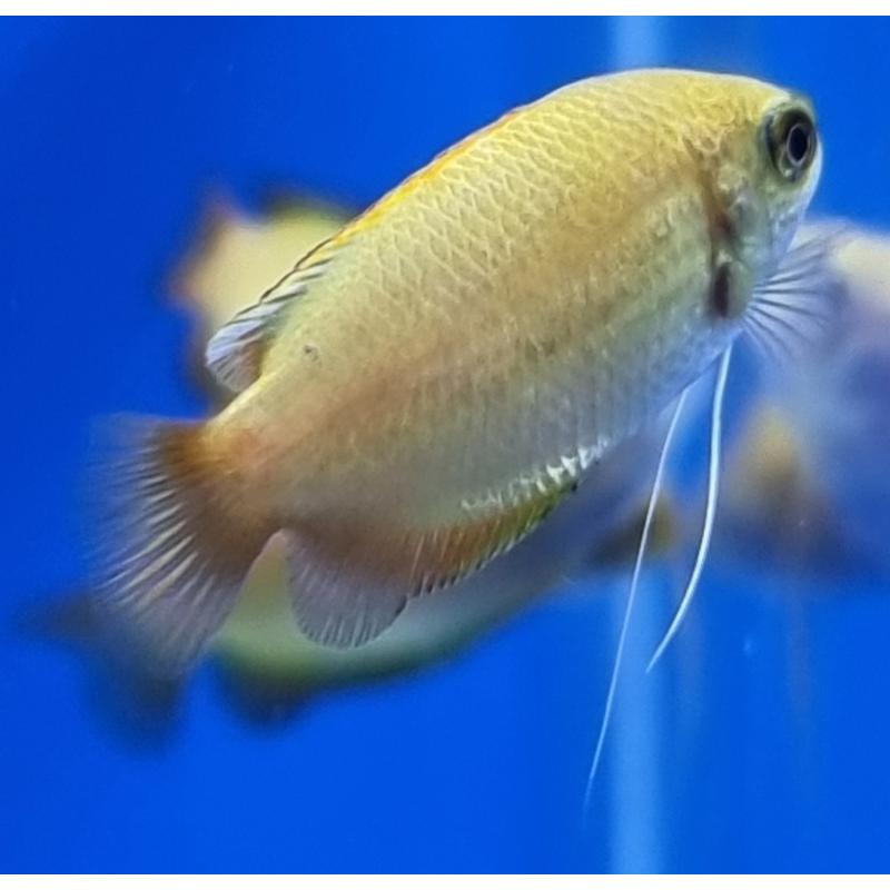 Sunset Dwarf Gourami