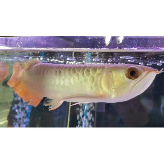 24K Crossback Golden Arowana