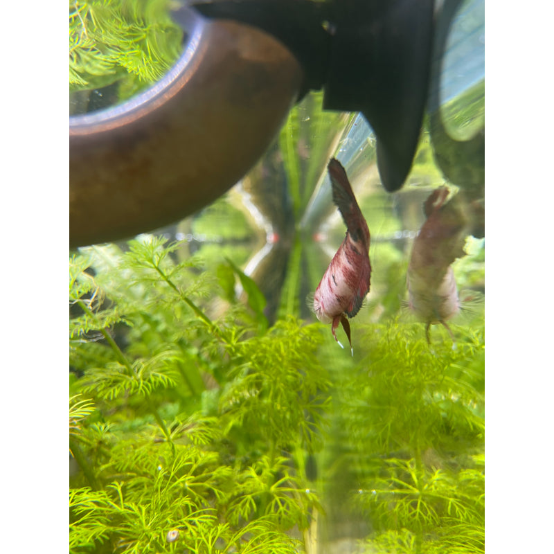 Traditional Koi Betta (Female)