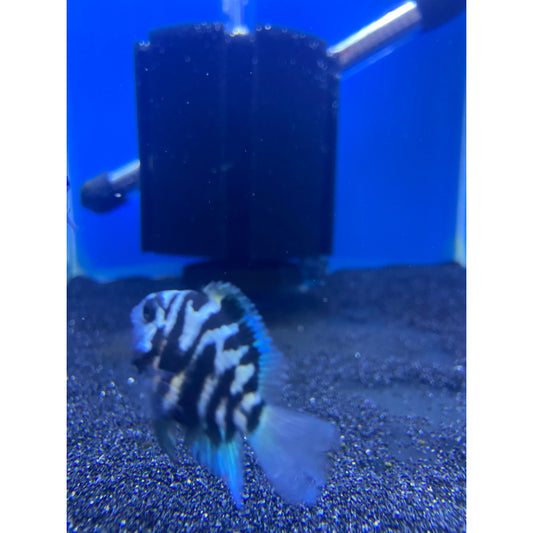 Turquoise Marble Parrot