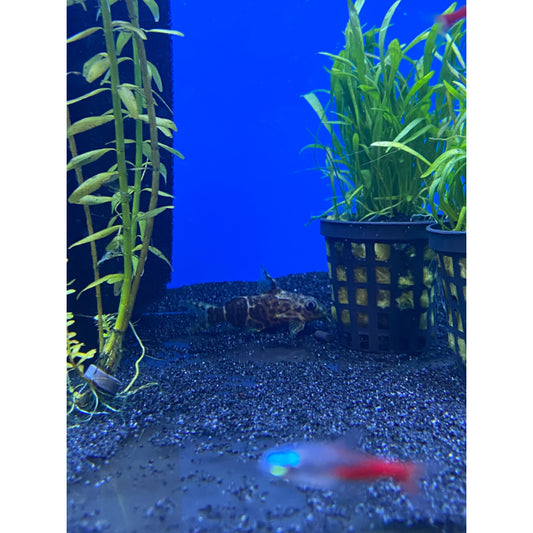 Up-Side Down Catfish