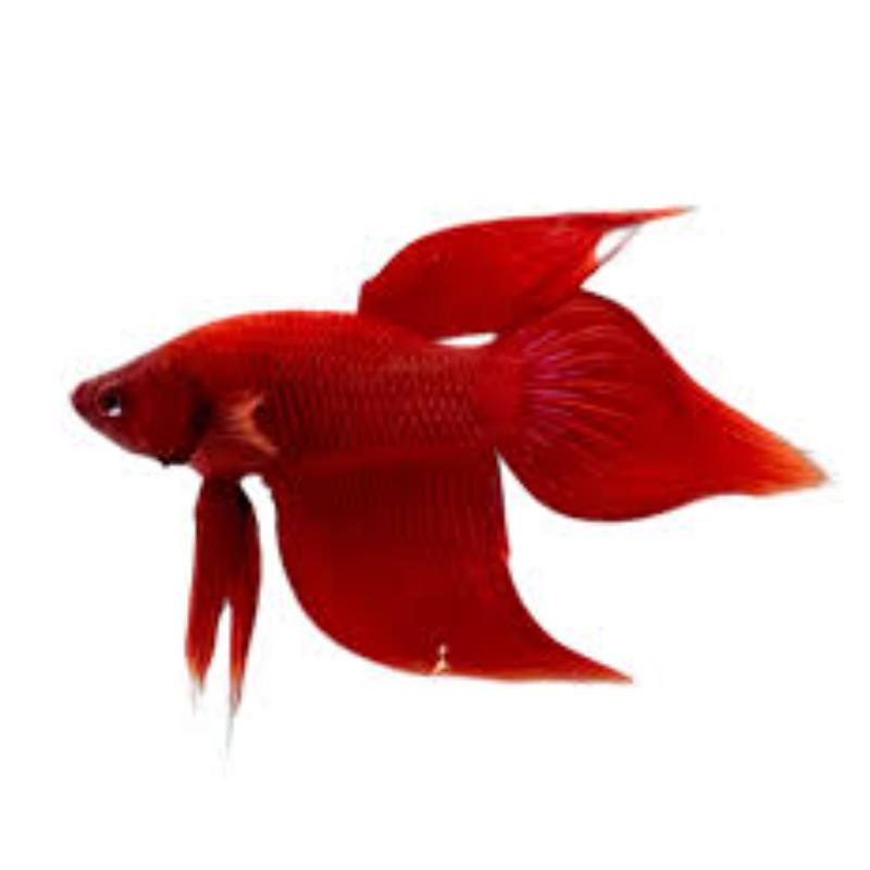 Veil Tail Betta
