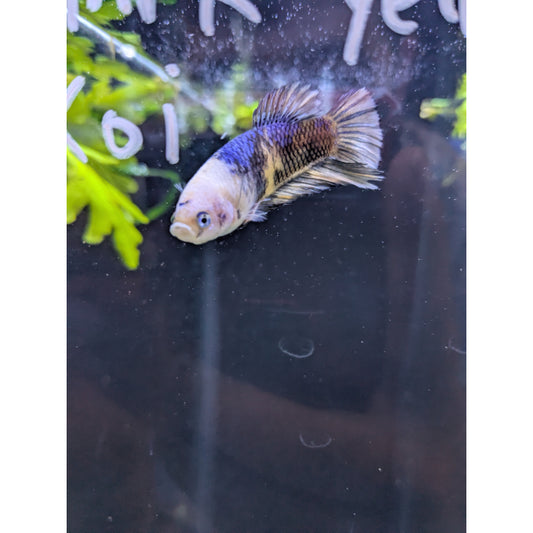 HMPK Blue Koi Betta