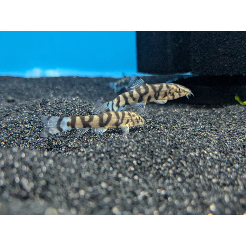YO-YO Loach